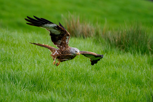 American Kestrel flying on green background, Montreal, Canada