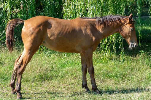 Beautiful little foal grazing in pasture. Brown horse eating green grass. Little foal equus caballus with black tail and mane on the field. Ginger perissodactyla pluck and eating plants on sunny day.