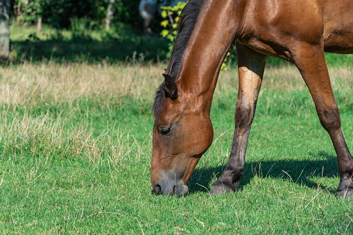 Beautiful little foal grazing in pasture. Brown horse eating green grass. Little foal equus caballus with black tail and mane on the field. Ginger perissodactyla pluck and eating plants on sunny day.