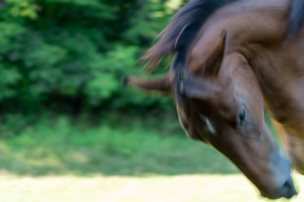 Blurred movement of horse head. Motion blur of turn the mane of beautiful stallion. Postcard and wallpaper with animal.