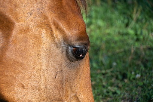 Close-up eyes of horse look. Head of ginger horse. Eyelash eyelid eyepupils of beautiful equus caballus. Postcard and wallpaper with animal.