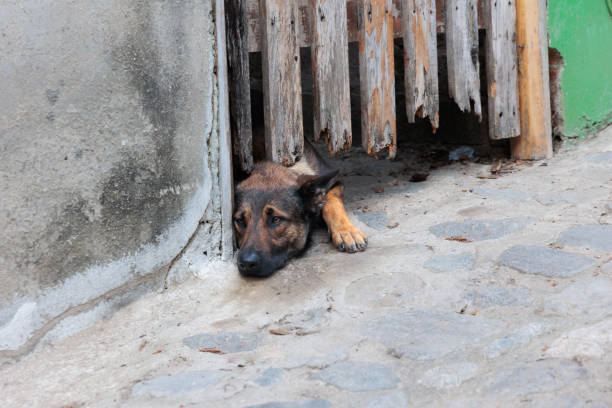 istock Sad Dog Behind Fence 1491552653