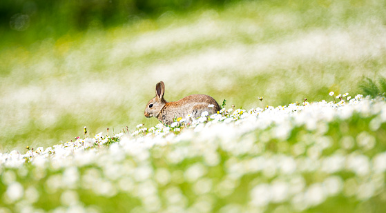 Image of Rabbit running through a field of Daisies