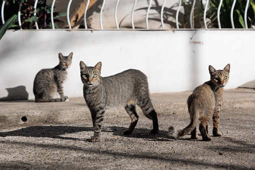 A family of stray cats in Puerto Vallarta Mexico