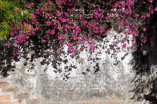 Pink flowers hang down over a white garden wall in Puerto Vallarta, Mexico