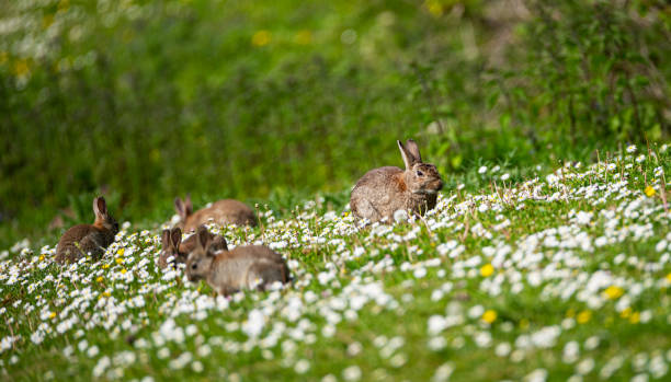 istock Rabbits playing in a field of Daisies. 1491552850
