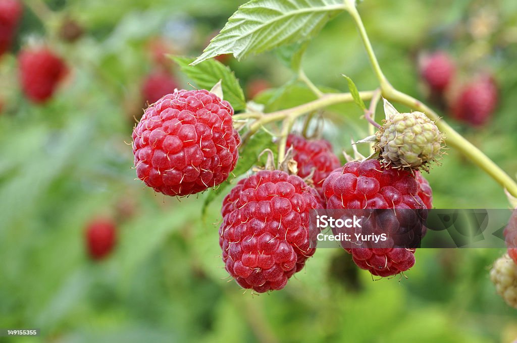 ripe raspberry  in the fruit garden close-up of the ripe raspberry  in the fruit garden Agriculture Stock Photo