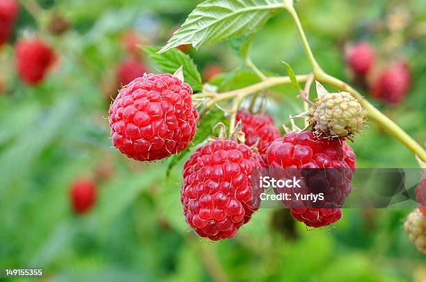 Ripe Raspberry In The Fruit Garden Stock Photo - Download Image Now - Agriculture, Berry, Berry Fruit