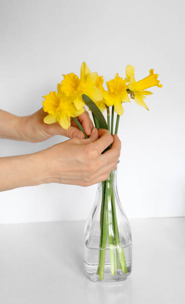 istock Female hands put a bouquet of daffodils in a vase 1491553682