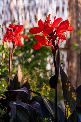 Beautiful flowers of red Indian shot in sunset light