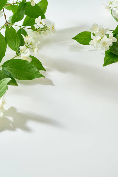 istock Flat lay Jasmine flowers and leaves on a white background with sunlight and shadows 1491555465