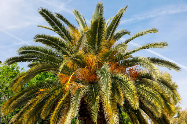istock Palm tree leaves against the blue sky 1491556180