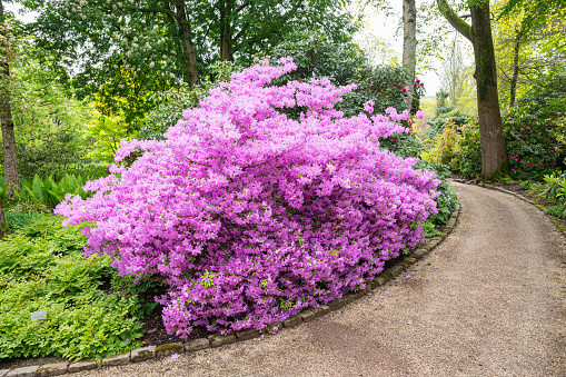 Vibrant pink flowers of an Rhododendron \