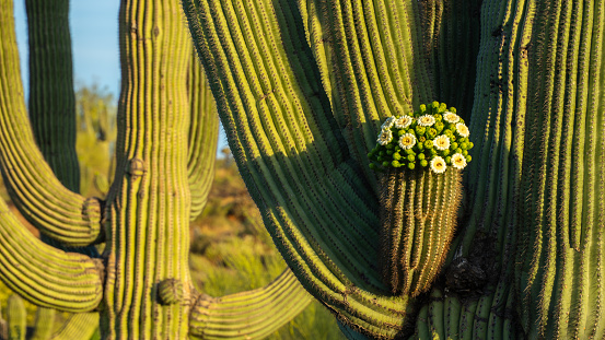 Blooming saguaro cactus