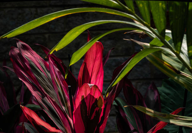 istock Crimson tropical flora in the spring garden 1491558105