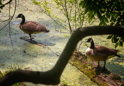 Canada Geese on a log in a swamp