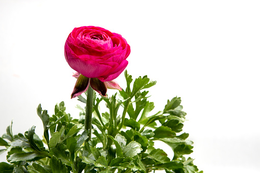 Pink Ranuculus bloom in garden pot with a white background