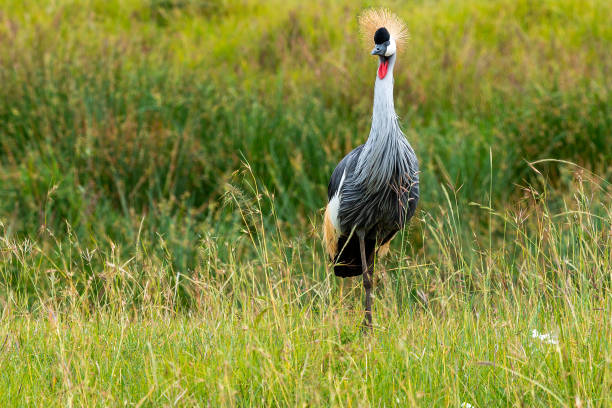 istock Grey Crowned Crane At Wild. 
The eye shield is closed. 1491558223