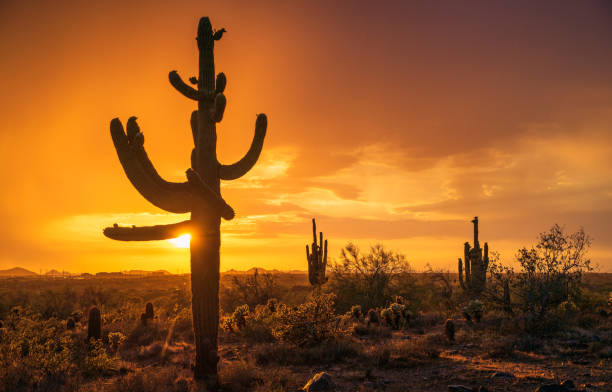 istock Dramatic and rainy monsoon sunset with saguaro cacti silhouettes 1491558241