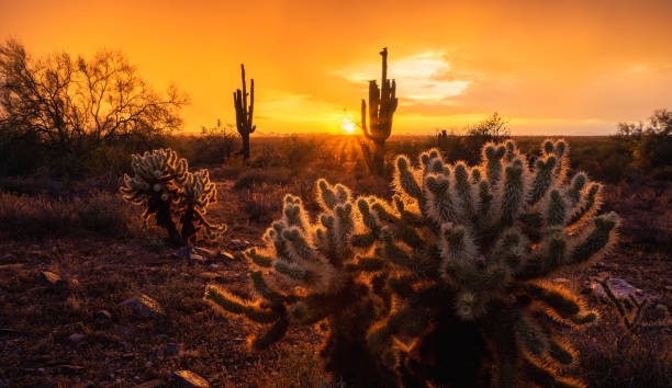 istock Dramatic and rainy monsoon sunset with saguaro cacti silhouettes 1491558339