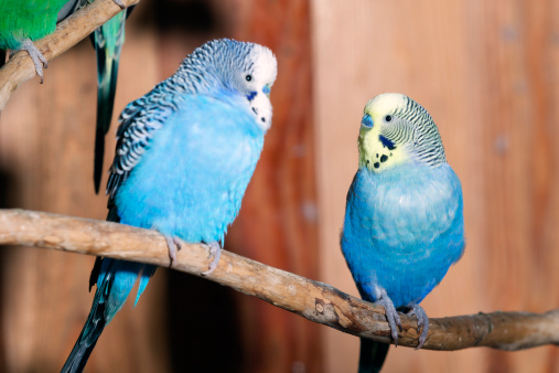 Pair of blue budgerigars in aviary