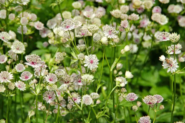 Astrantia major in bloom (Sterndolde).