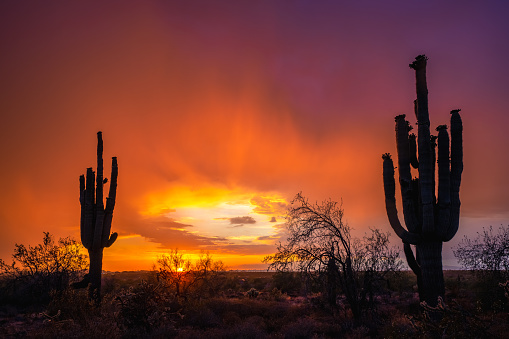 Rainy monsoon sunset with saguaro cacti silhouettes