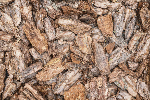 istock Surface texture from fragments of pine bark, background. 1491559597