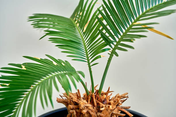 istock palm leaves grow on white background 1491559678