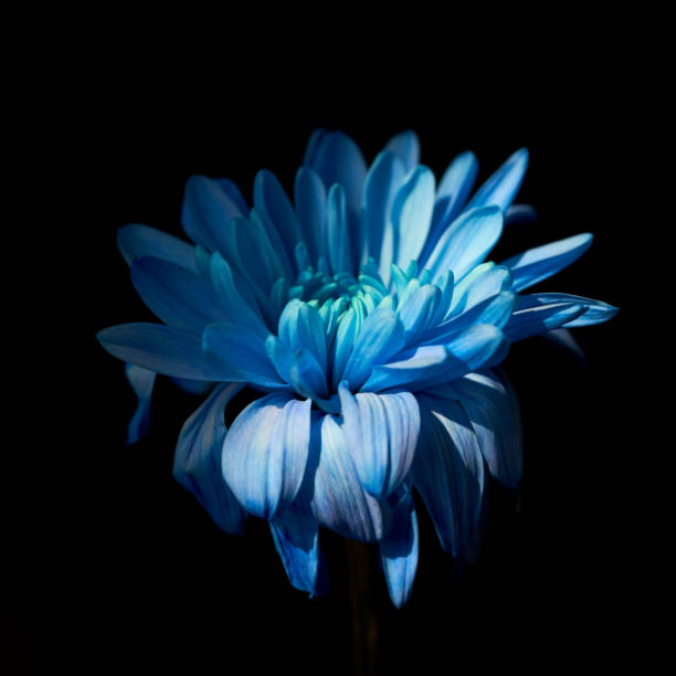 istock blue chrysanthemum grows on a black background 1491559733