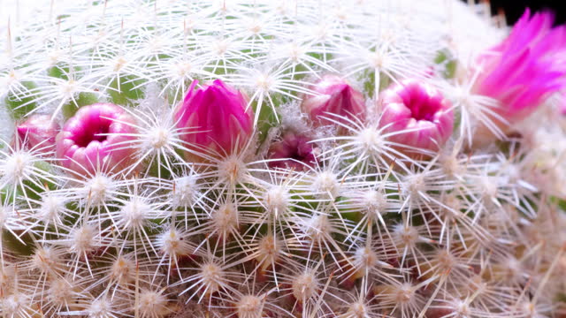 Mammillaria cacti blooming time lapse video