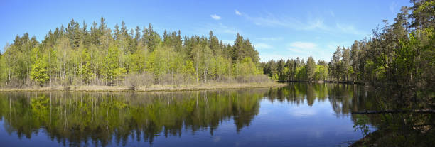 istock Panorama of the forest river in spring. 1491561799
