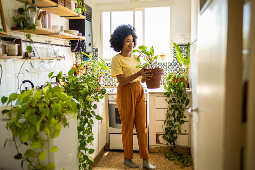 Young Latin woman with Afro hairstyle standing in the kitchen and taking care of the plants. She is watering the plants at home
