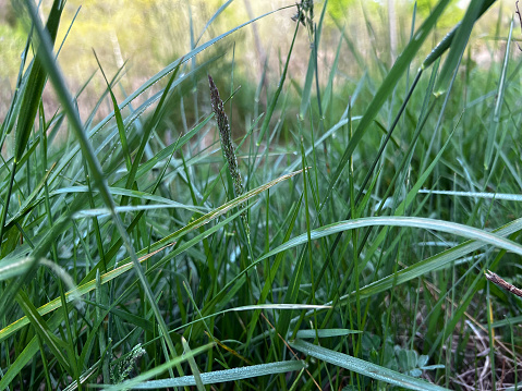 A background of a thick green grass under sunlight on wind