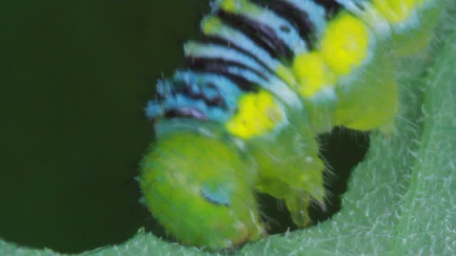 Caterpillar Butterfly feeding metamorphosis chrysalis