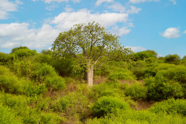 istock Green baobab in savanna blue sky background. 1491567105