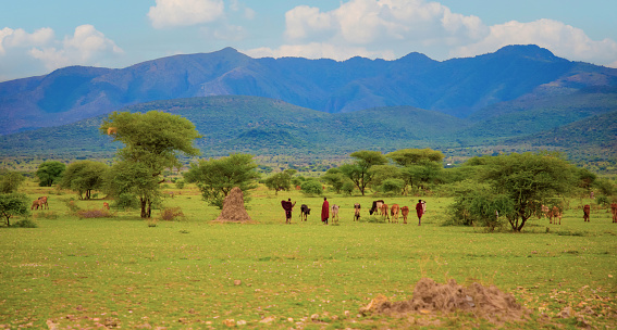 Masai warriors in red clothing gathering under the acacia trees before a meeting, Ngorongoro Conservation Area,Tanzania.