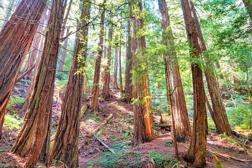 Large redwood trees in Muir Woods National Monument, near San Francisco, California, USA