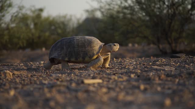 Mexican Bolson Tortoise Desert Tortoise