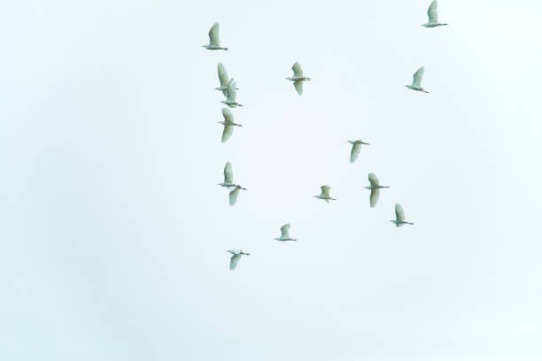 istock white blue sky with some birds in 1491567172