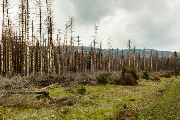 istock dried trees without leaves in an abandoned forest 1491569097
