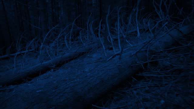Animal POV Wandering Around Woods At Night