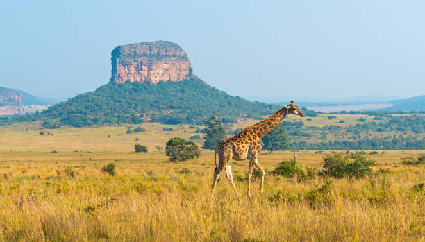 istock Giraffe, Limpopo, South Africa 1491570146