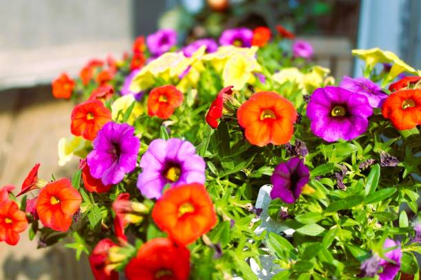 istock Warmth Of The Flowers 1491574348