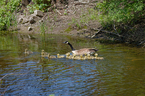 Canada goose (Branta canadensis) with gosling on the river. Native bird to north America.