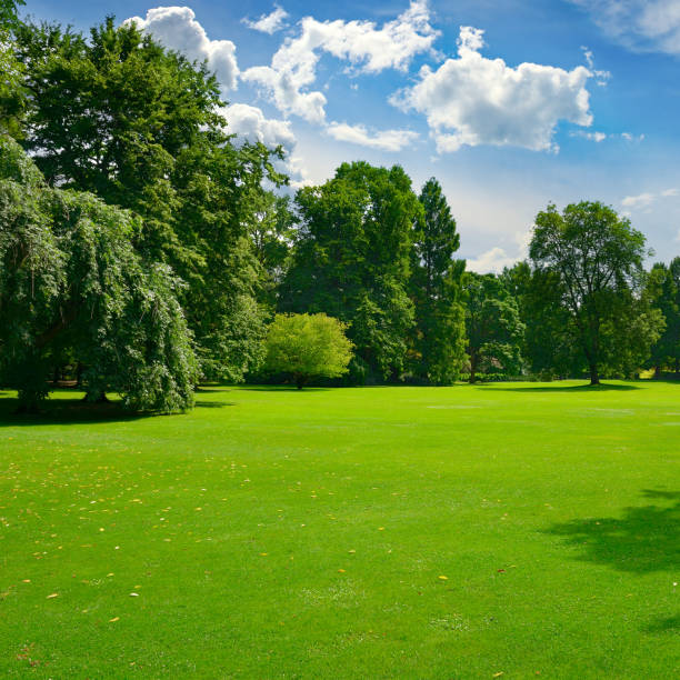 istock Beautiful meadow with green grass in public park. 1491575125