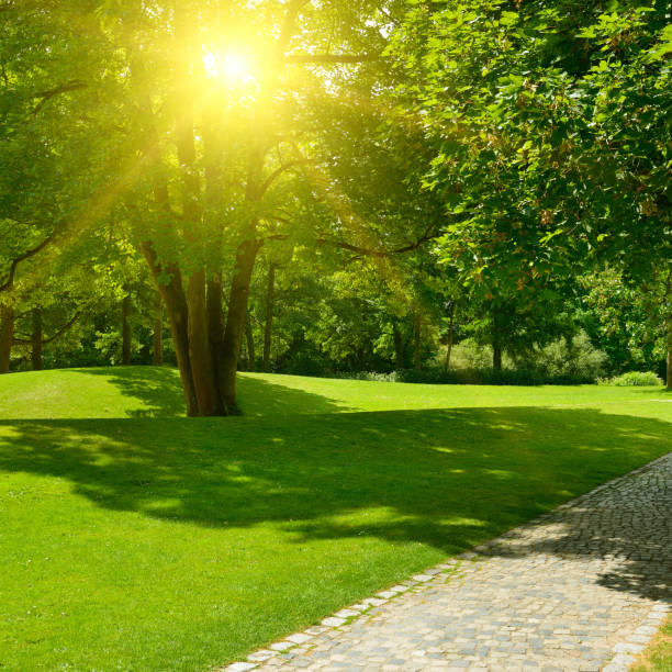 istock Bright morning sun illuminates park with meadow 1491575692