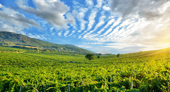 Endless fields of vineyards against the backdrop of the Crimean mountains and the blue sky in the Crimea, Ukraine
