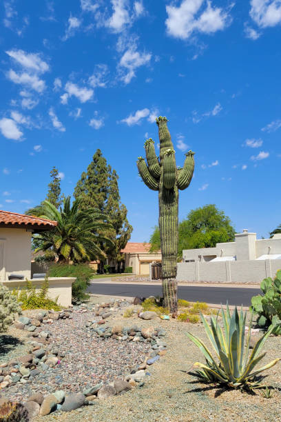 istock Blooming Saguaro at Xeriscaped Street Corner 1491577481