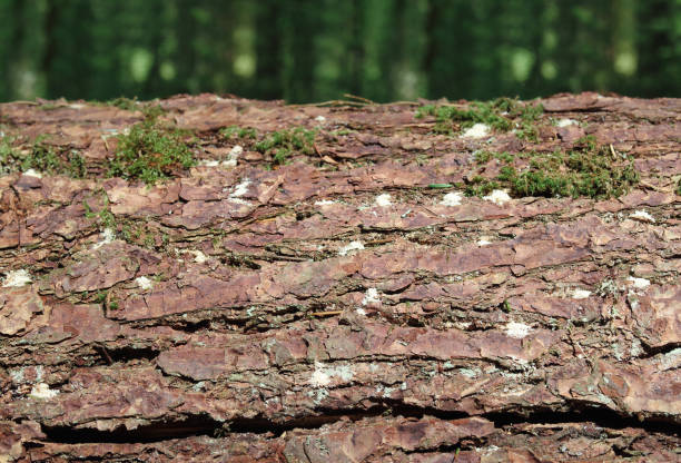 White sawdust or frass tubes from Ambrosia beetle on tree trunk.